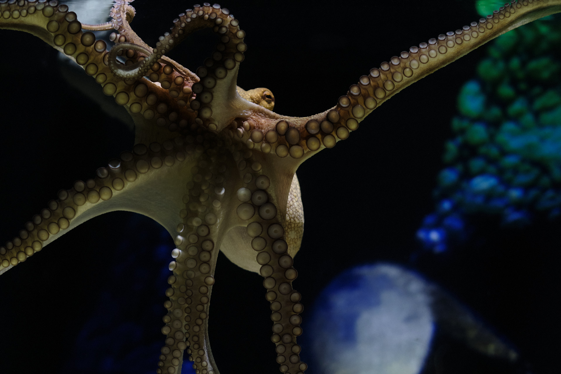 Keskustelu Stefan Kaegin, Judith Zaguryn, Nathalie Küttelin ja Kerstin Schrothin välillä