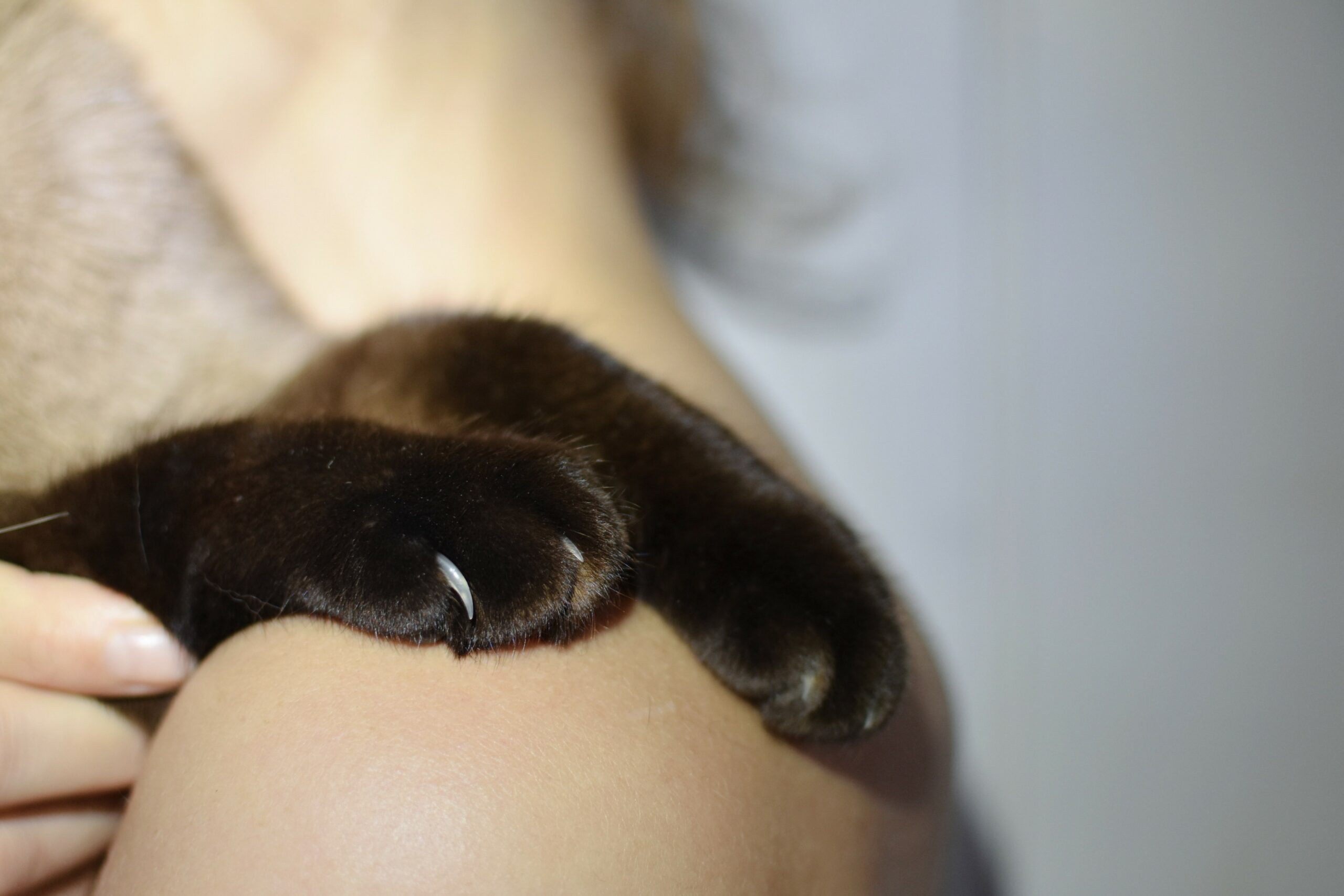 Minä ja muut eläimet -ammattilaistyöpaja