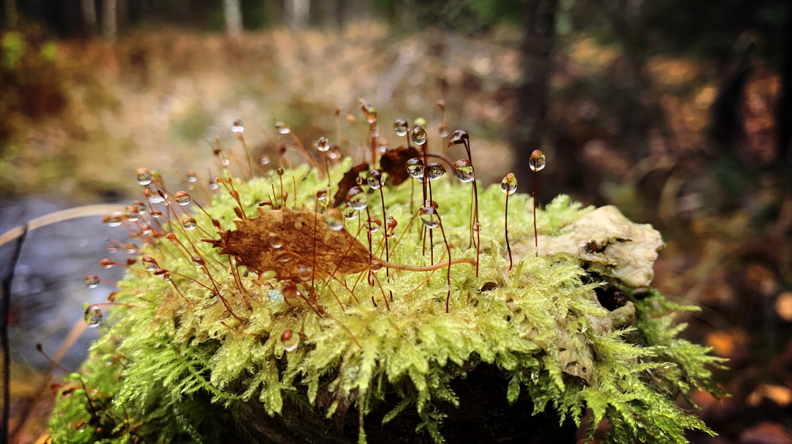 SAMMAL/MOSS (ENSI-ILTA)