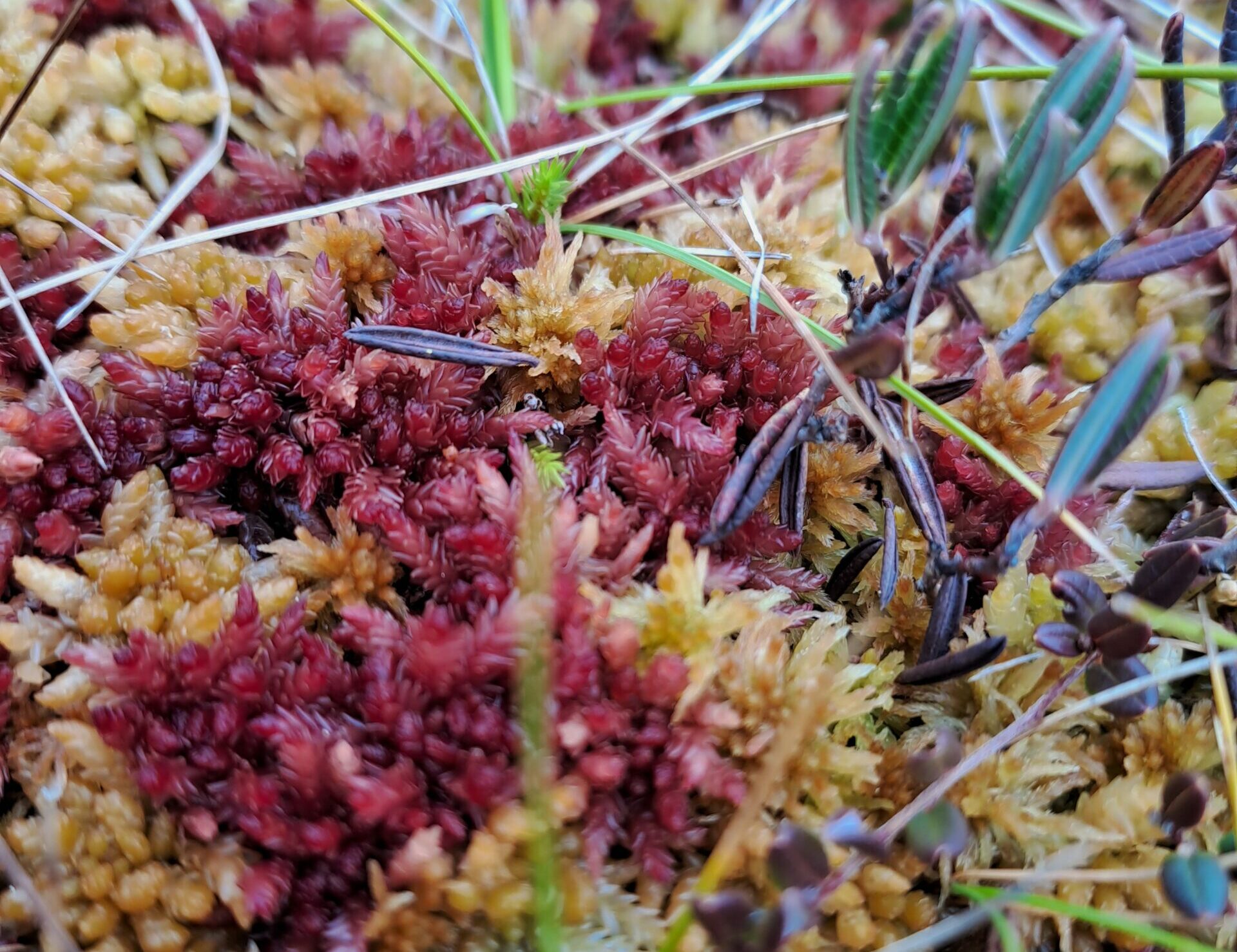 Instant reflections VII – Nina Vurdelja